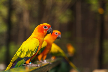 Obraz premium Sun Conure