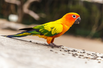 Sun Conure