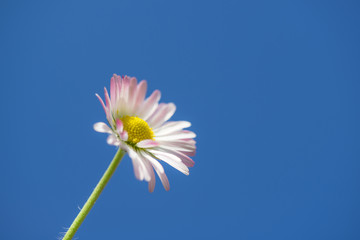 close up of a colorful daisy (Bellis perennis) against blue sky background in spring   © AR Pictures