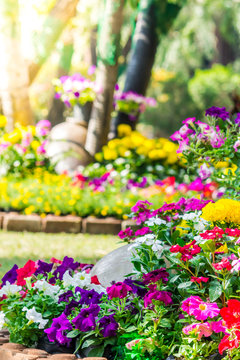 Flowers in the garden./ Landscaped flower garden with lots of colorful blooms with sun flare.
