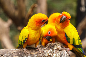 Sun Conure