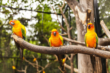 Sun Conure