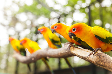 Sun Conure