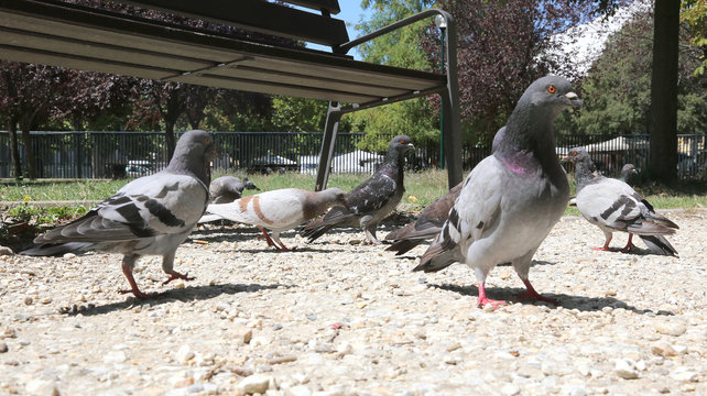 doves and pigeons hungry eat the crumbs in the public park