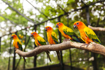 Obraz premium Sun Conure