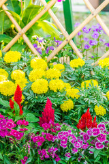 Obraz premium Beautiful flower garden on summer./ Picket fence surrounded by flowers in a front yard on summer.