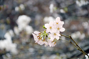 Cherry blossoms