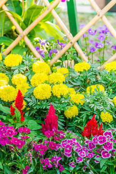 Beautiful flower garden on summer./ Picket fence surrounded by flowers in a front yard on summer.