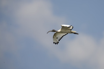Sacred Ibis in flight isolated against blue sky
