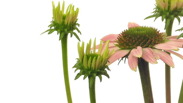 Echinacea Flower Time-lapse