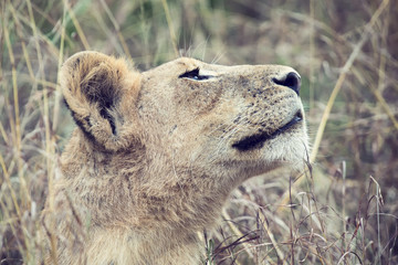 Lioness move in brown grass to kill