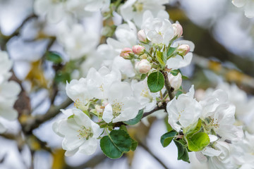 New spring season apple tree branch in full bloom with pink and white flowers