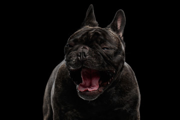Close-up Portrait of Surprised Funny Screaming French Bulldog Dog, Isolated