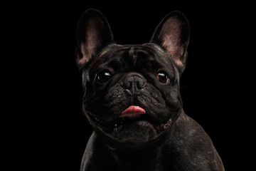 Close-up Portrait of Funny French Bulldog Dog, Curiously Looking Camera