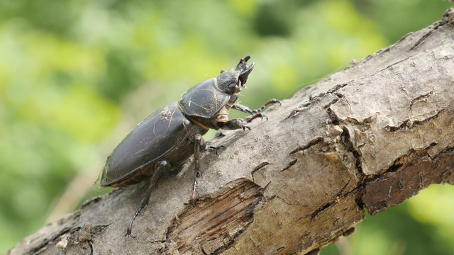 Female of Lucanus cervus beetle on tree branch 4K 2160p UltraHD footage - Stag beetle female insect in natural environment 4K 3840X2160 UHD video 