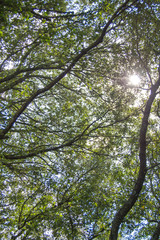 Raggi di sole tra gli alberi