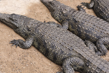Krokodile