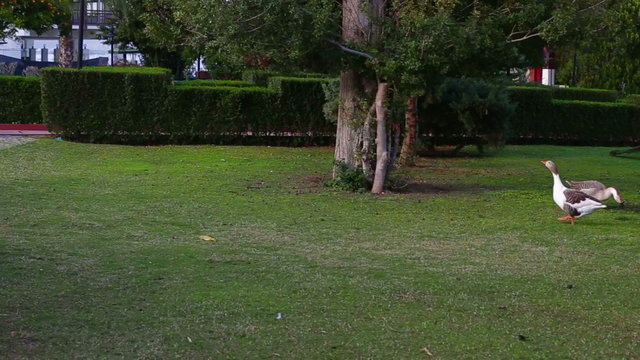 Geese in the park on green grass, eating grass. Adult geese runs looking at camera.