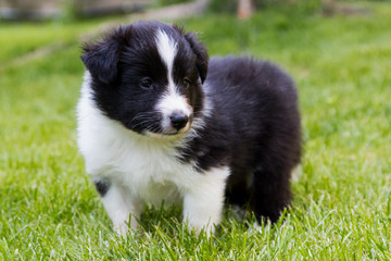 Shetland shepard puppy