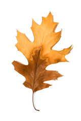 Dry autumn oak leaf on  over white