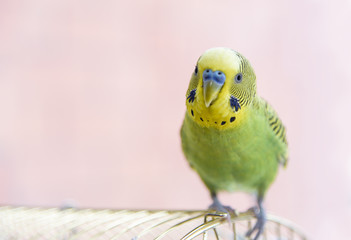 Budgerigar on the cage. Budgie
