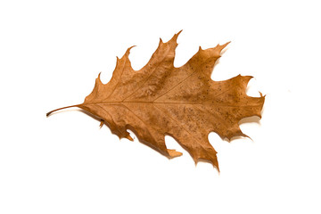 Dry autumn oak leaf on  over white
