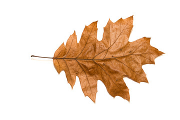 Dry autumn oak leaf on  over white