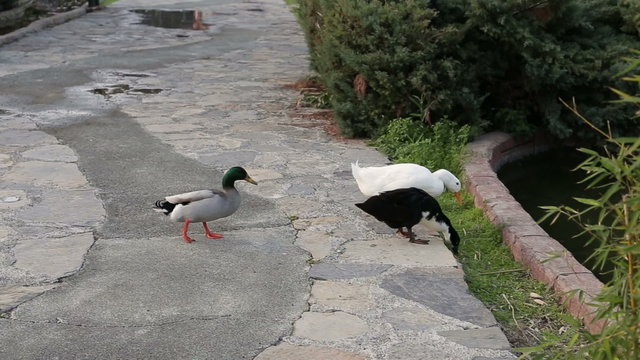 A flock of ducks in the summer walks in the park. The duck eats green grass in the summer park. Duck jumped into the lake and swam away.