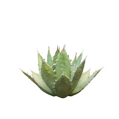 Agave titanota, Mexico, Queen Victoria's Agave Plant