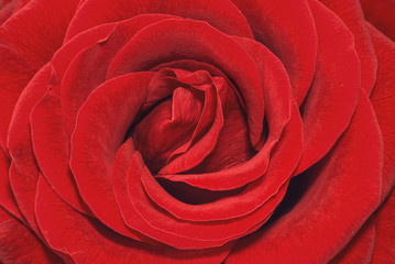 Closeup of a red rose