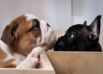 Communication puppies. Puppy french bulldog puppy looking at the English bulldog. Different breeds...