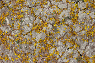 dry and crack soil with Yellow flower, Yellow Poinciana