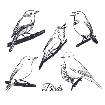 Ink hand drawn birds collection