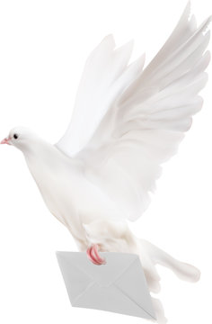 dove with white mail illustration