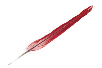 red tail parrot feather isolated on white