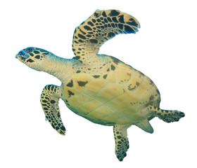 Hawksbill Sea Turtle isolated white background