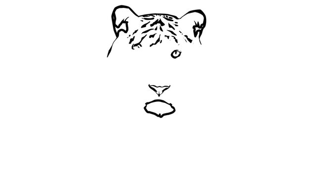 Illustration of tiger on white background.