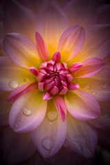Closeup of a beautiful dahlia flower in vibrant  pink rosé tones on dark background