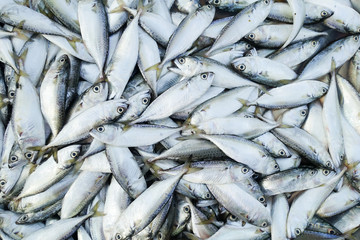 close-up fresh fish for sell at market
