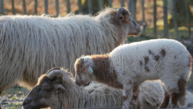 Lambs and sheep in Spring, 4K Ultra HD