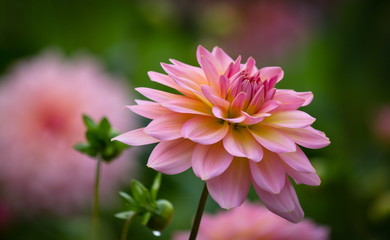 A beautiful pink pastel colored dahlia flower in a green natural environment on soft bokeh background