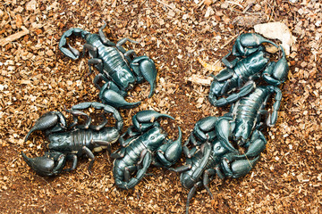 The animals are poisonous scorpion shaped like a crab.