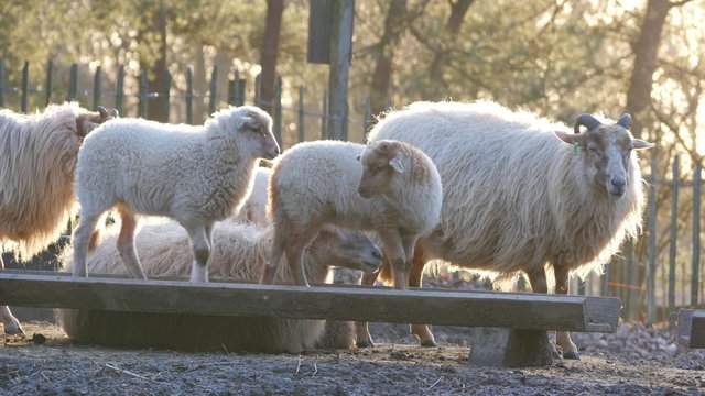 Lambs and sheep in Spring, 4K Ultra HD