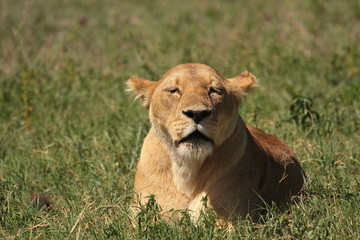 Fototapeta na wymiar liegende Löwin