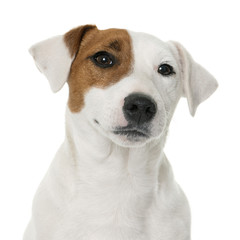 young jack russel terrier