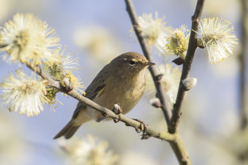 Zilpzalp (Phylloscopus collybita)
