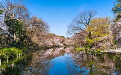 東京　桜が咲く井の頭公園