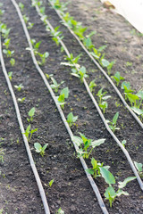 Kala flower in a greenhouse with irrigation