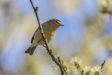 Zilpzalp (Phylloscopus collybita)