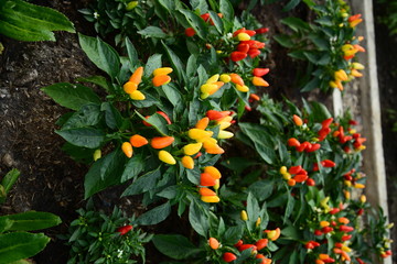 The peppers in the garden